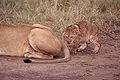 Cub Stalks Tail.jpg